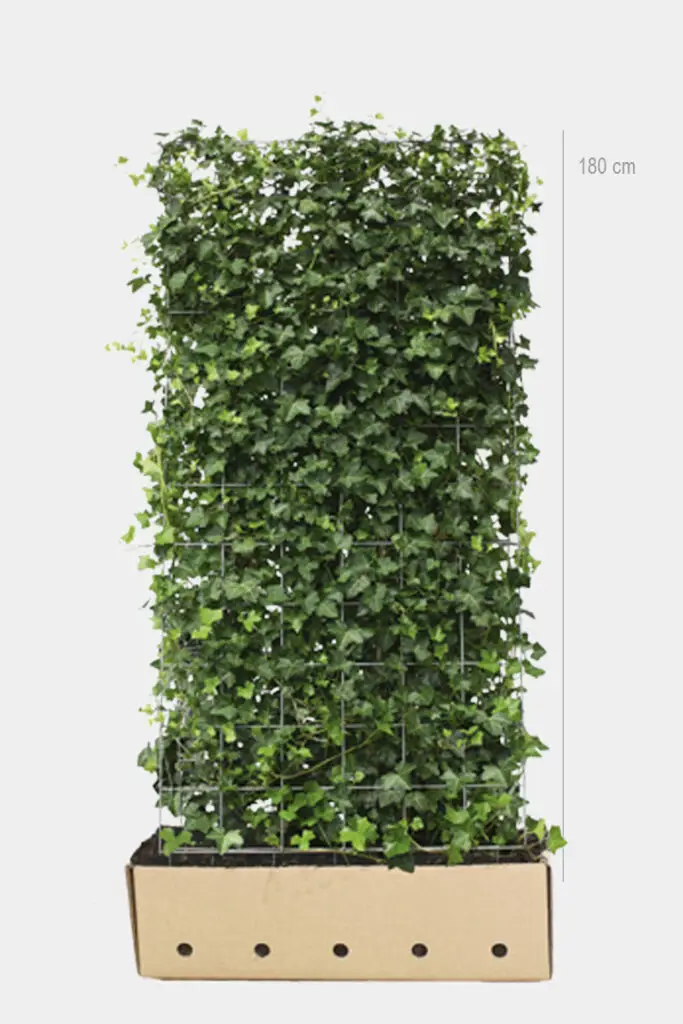 Ferdigvokst hagebergflette-hekk i en solid dyrkingscontainer, klar for enkel planting.