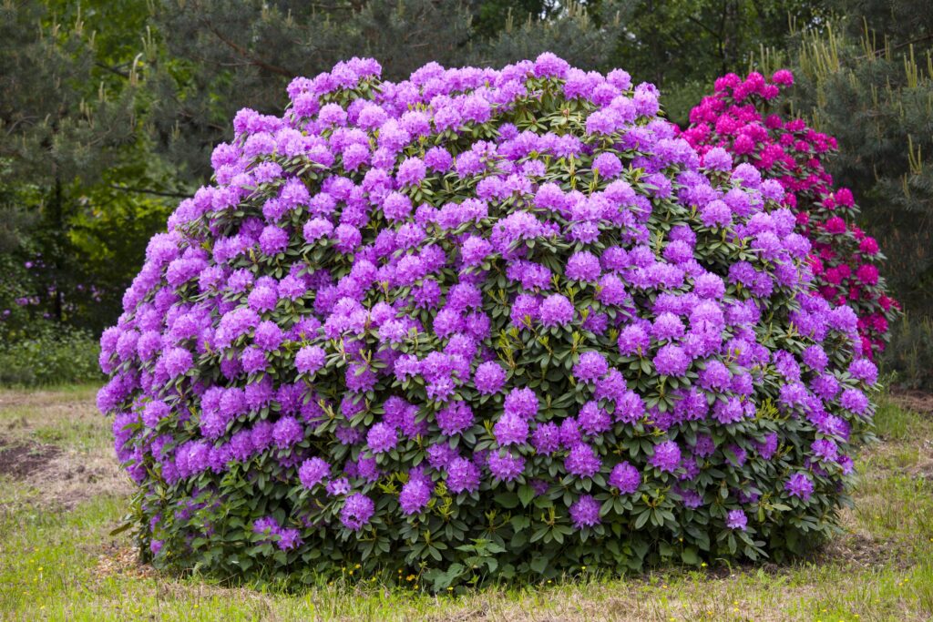 Grønn hekk med rosa, store blomster.