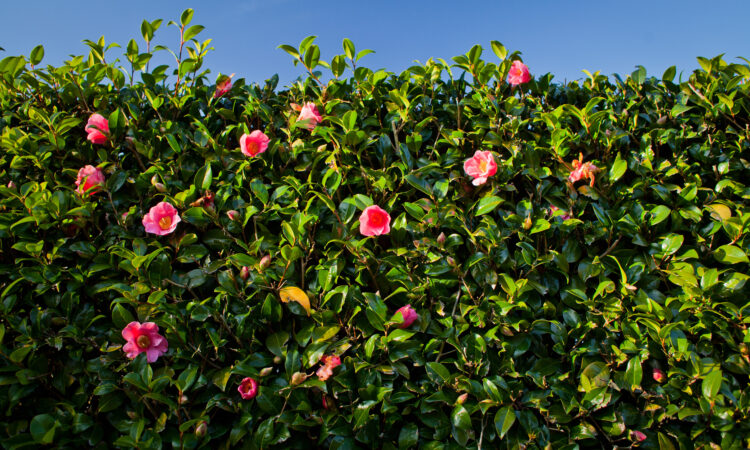 Grønn, frodig hekk med enkelte rosa blomster som stikker ut.