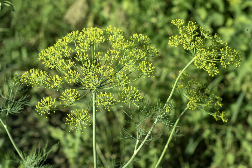 Dillplante med gule, små blomster vokser i en hage.