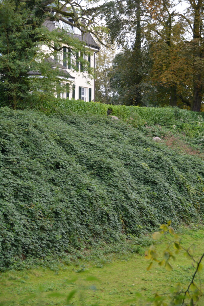 Grønn hekk i skråning foran hvitt hus.