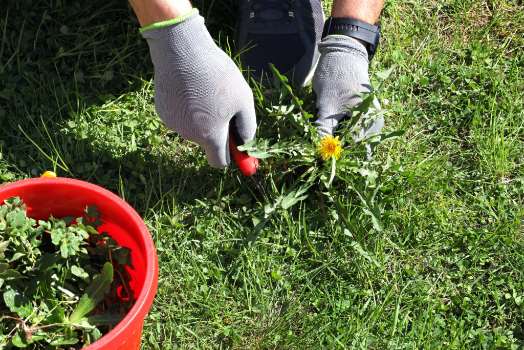 Mann med hagehansker bruker rensejern til å fjerne løvetann fra gressplen.