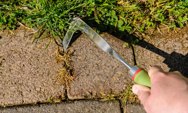 Hånd med rensejern fjerner ugress mellom brostein i en hage.