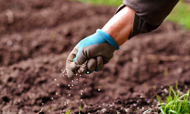Person sprer gjødsel fra hånden over en mark.