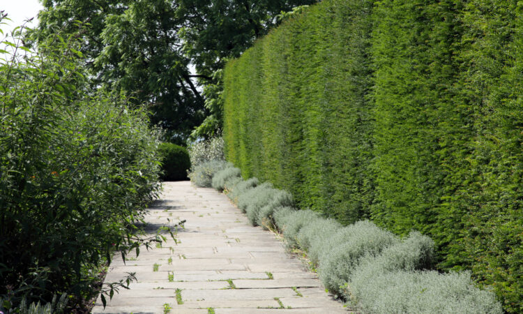 Høy grønn hekk med stenheller og mindre busker foran.
