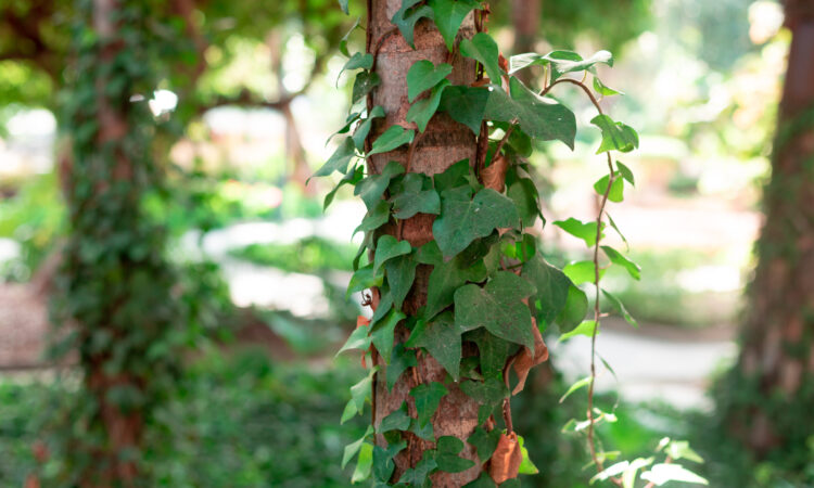 Nærbilde av eføy som vokser vertikalt på trestamme i sollys