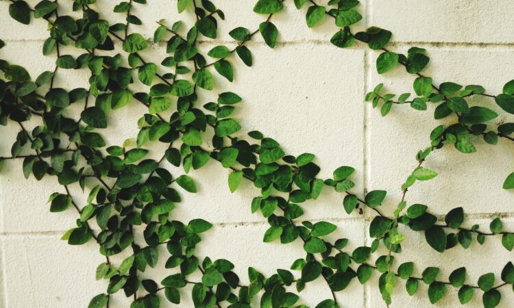 Eføy vokser vertikalt på hvit murvegg