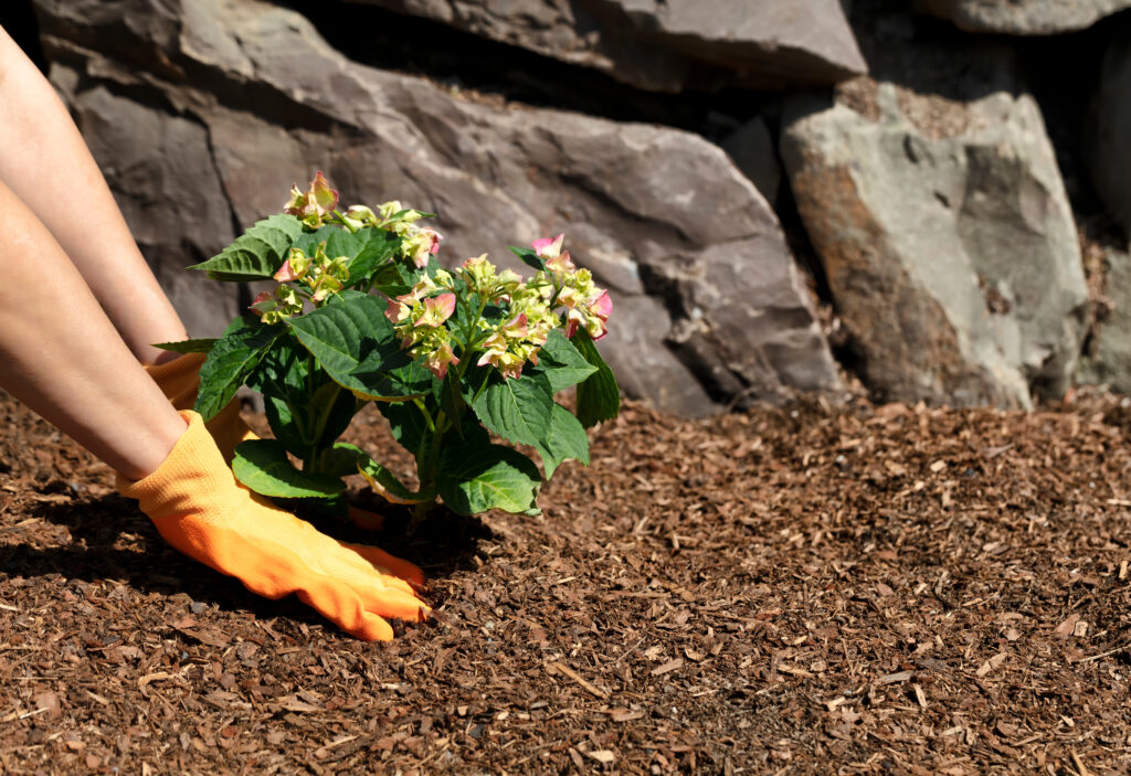 Kvinne bruker bark i blomsterbeddet mens hun planter rhododendron.