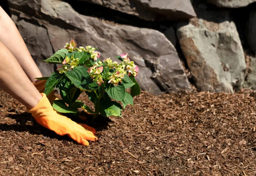 Kvinne bruker bark i blomsterbeddet mens hun planter rhododendron med oransje hansker.