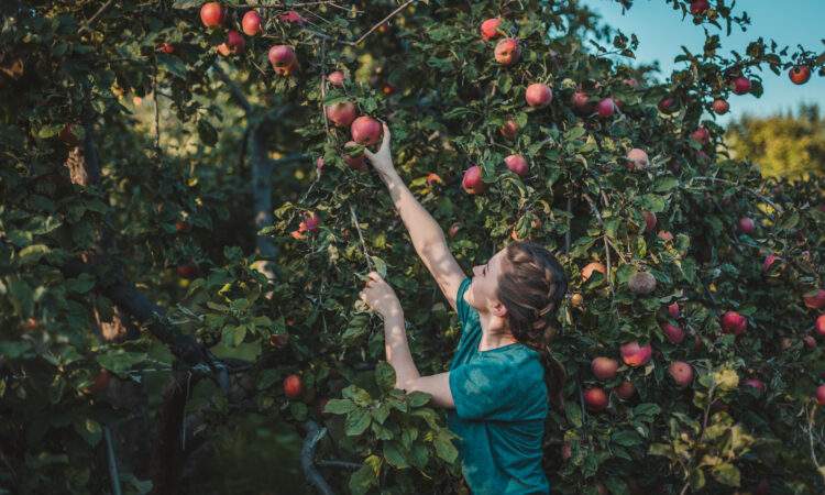 Kvinne plukker eple fra epletre.