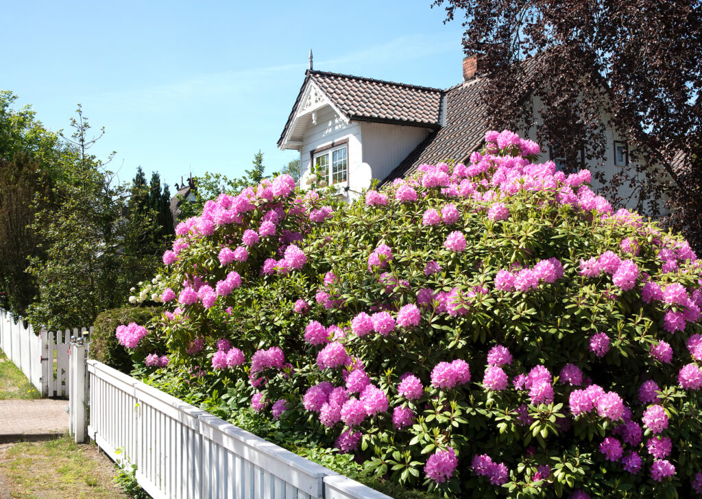 Et hvitt hus med busker, gjerde og en blomstrende hekk av rhododendron foran.