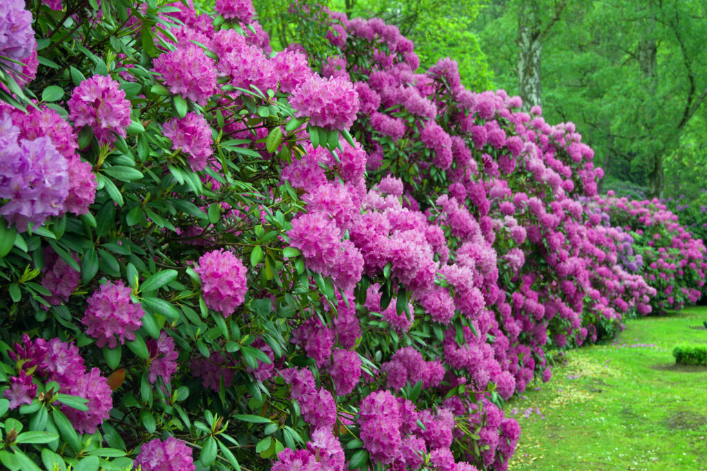 Hekk av rhododendron blomstrer med lilla blomster.