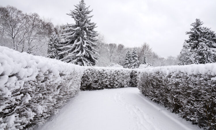 Gangsti med snødekt hekk på hver side.