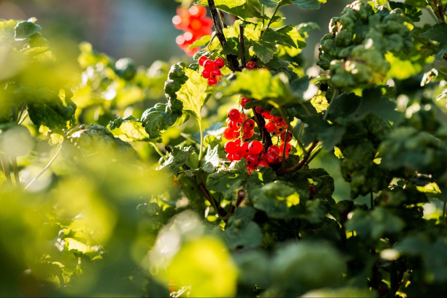 Alt du trenger å vite om bærbusker i hagen – Plantinavia Norge