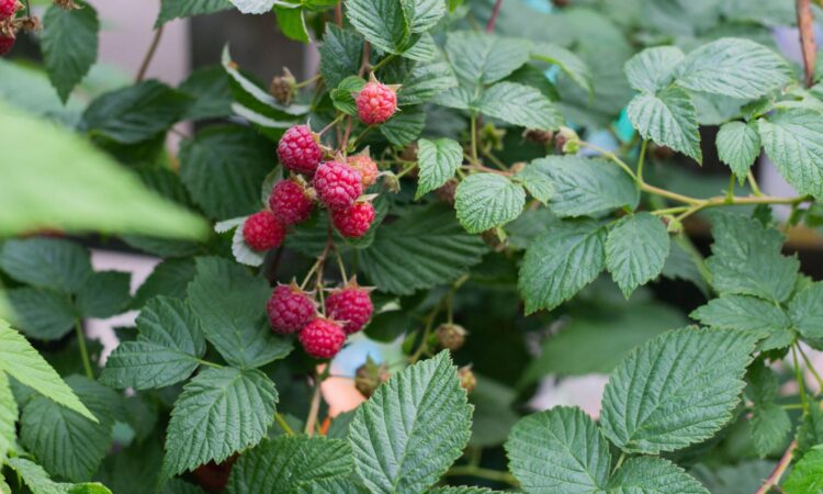 Modne bringebær vokser på grønn bringebærbusk.