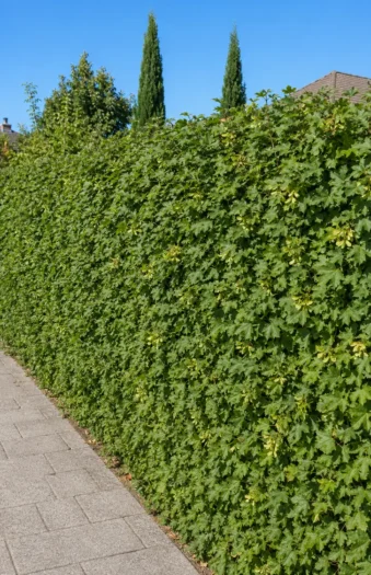 Naverlønn Rotklump Outlet 100cm
