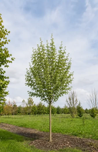 Naverlønn Ferdighekk Velgrenet 250cm