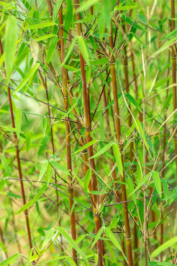 Svartbambus Jiuzhaigou