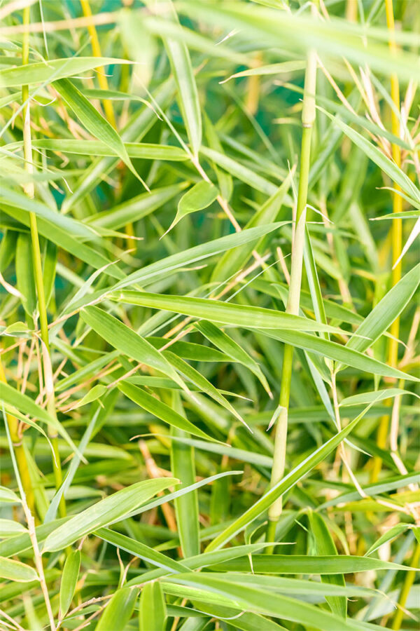 Kjempebambus 'Robusta