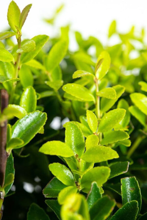 Japansk kristtorn 'Blondie'