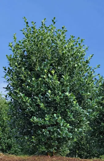 Kristtorn Heckenpracht 350cm Velgrenet | Plantinavia