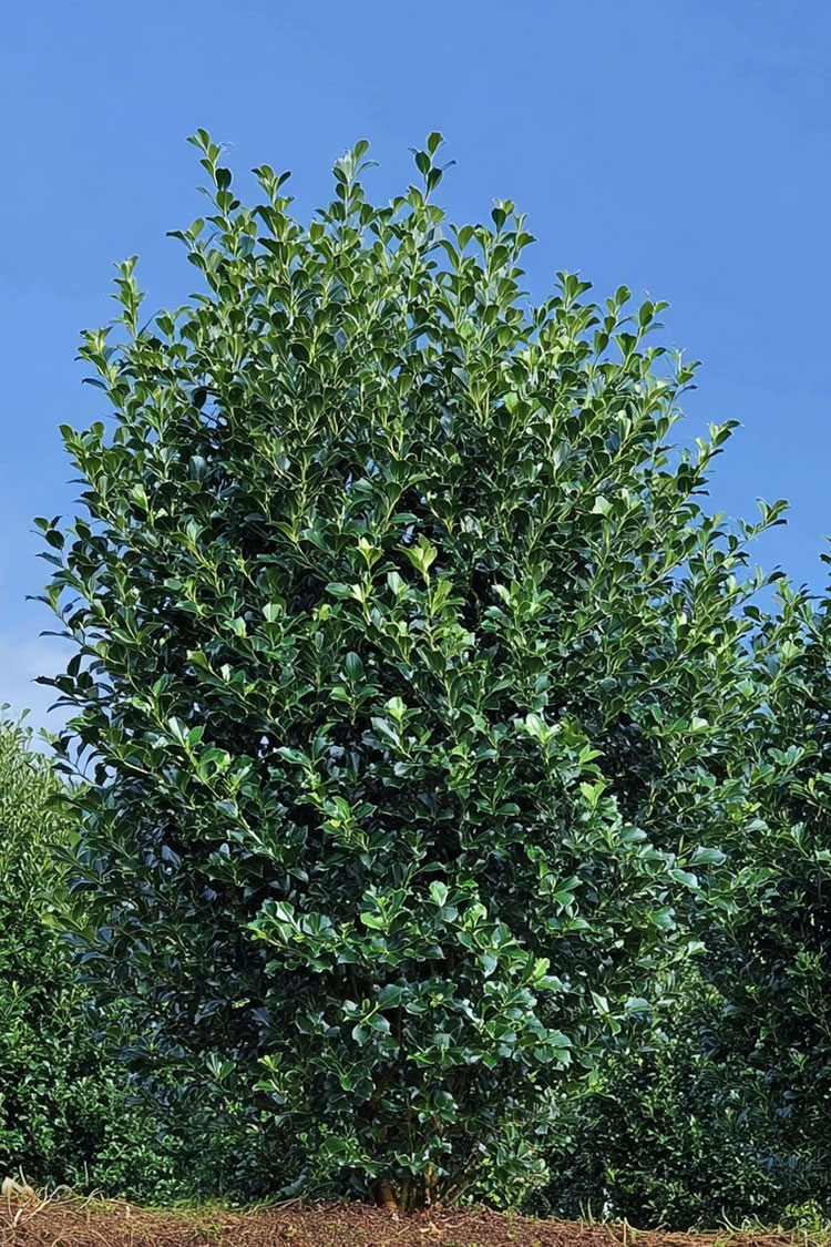 Kristtorn Heckenpracht 350cm Velgrenet | Plantinavia