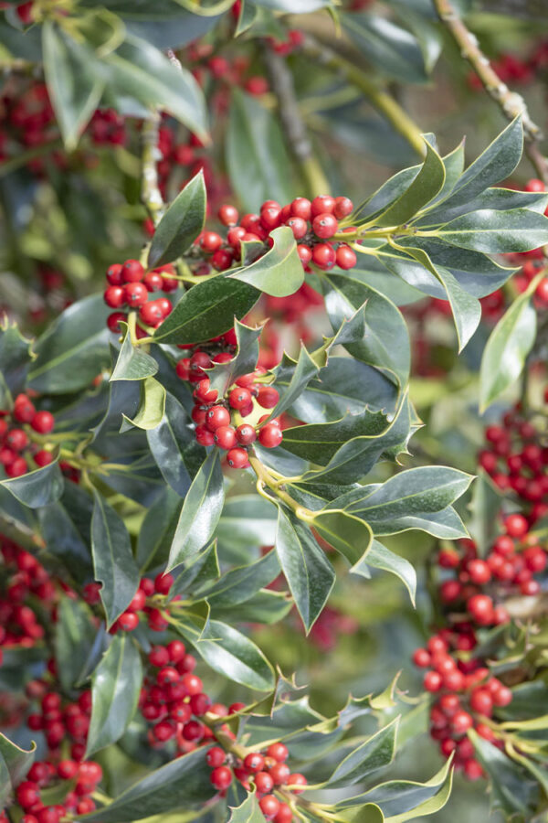 Kystkristtorn Alaska