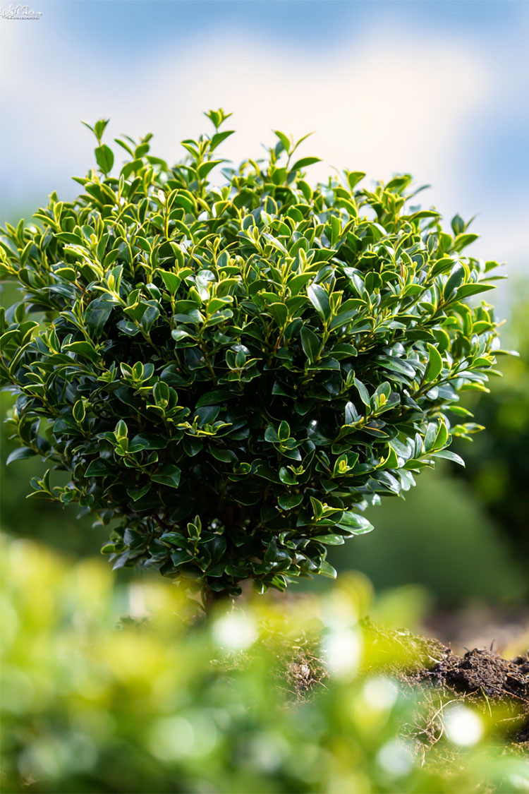 Japansk kristtorn 'Convexa' Velgrenet | Plantinavia