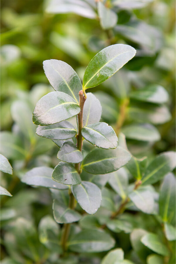 Japansk kristtorn 'Caroline Upright'