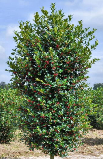 Kristtorn Heckenfee Velgrenet | Plantinavia