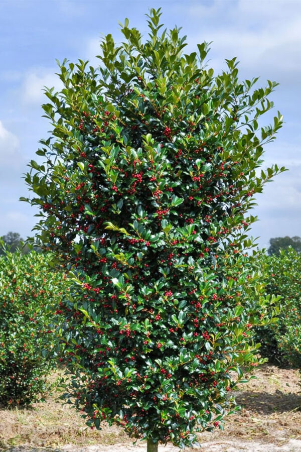 Kristtorn Heckenfee Velgrenet | Plantinavia