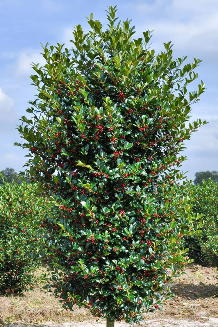 Kristtorn Heckenfee Velgrenet | Plantinavia