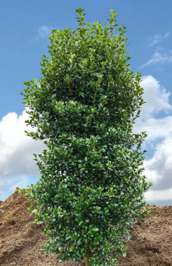 Kristtorn Heckenstar Velgrenet | Plantinavia