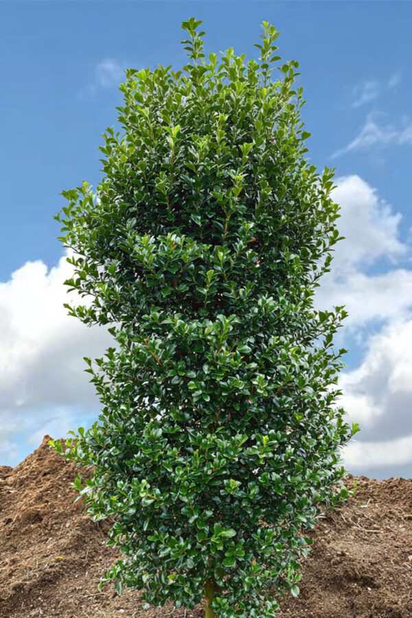 Kristtorn Heckenstar Velgrenet | Plantinavia