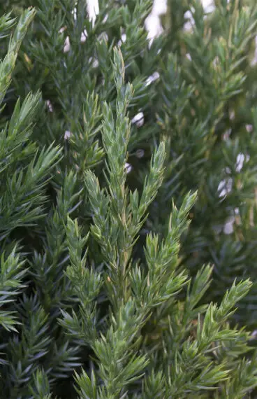 Kinaeiner Stricta