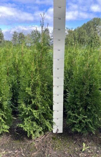 Tuja King of Brabant