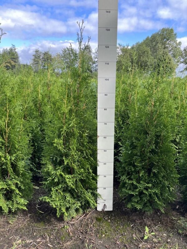 Tuja King of Brabant