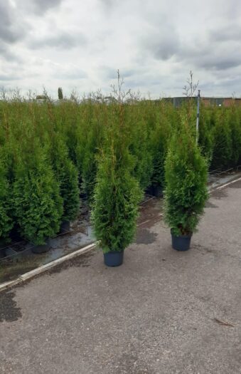 Tuja King of Brabant