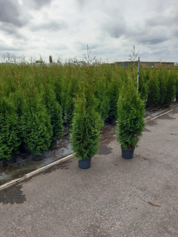 Tuja King of Brabant