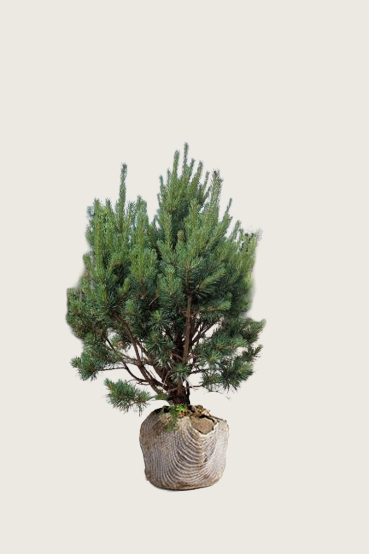 Furu Velgrenet | Plantinavia