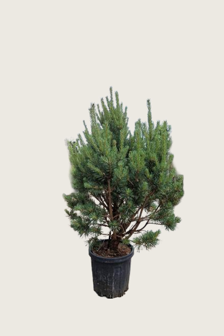 Furu Velgrenet | Plantinavia