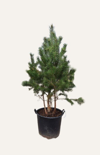 Furu Velgrenet | Plantinavia