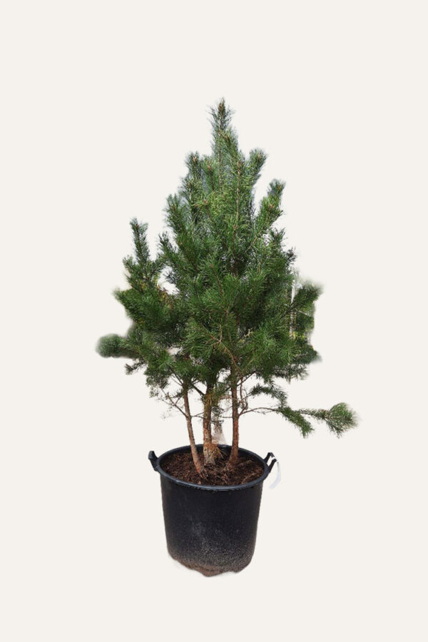 Furu Velgrenet | Plantinavia