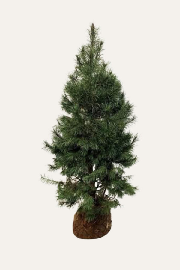 Furu Velgrenet | Plantinavia