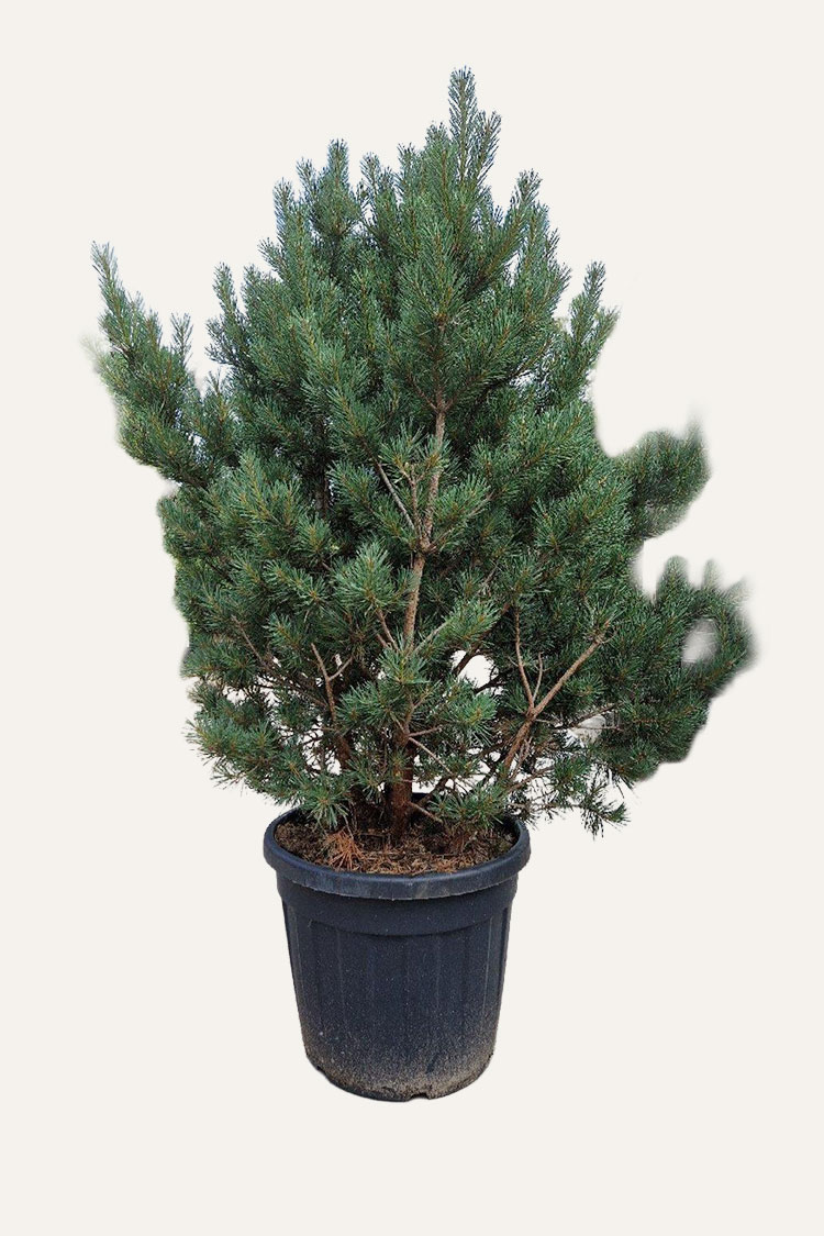 Furu Velgrenet | Plantinavia