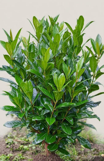 Laurbærhegg Bonaparte