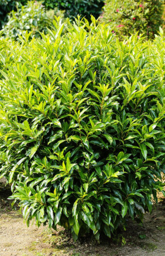 Laurbærhegg Caucasica Velgrenet | Plantinavia