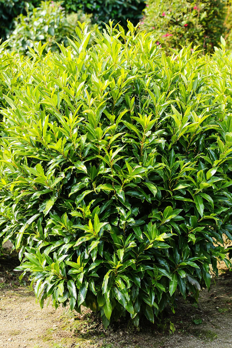 Laurbærhegg Caucasica Velgrenet | Plantinavia