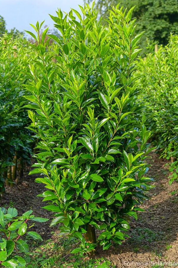 Laurbærhegg Elly Velgrenet | Plantinavia