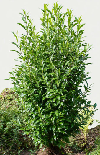 Laurbærhegg Genolia Velgrenet | Plantinavia